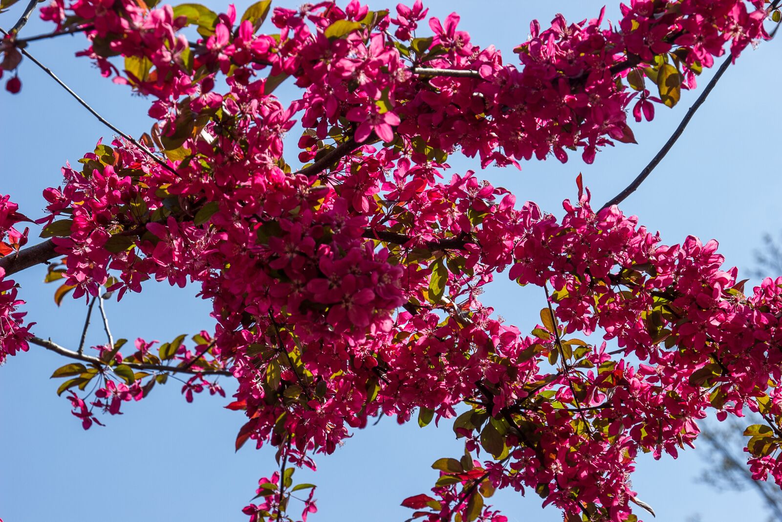 Canon EOS 550D (EOS Rebel T2i / EOS Kiss X4) sample photo. Blossom, bloom, blue sky photography
