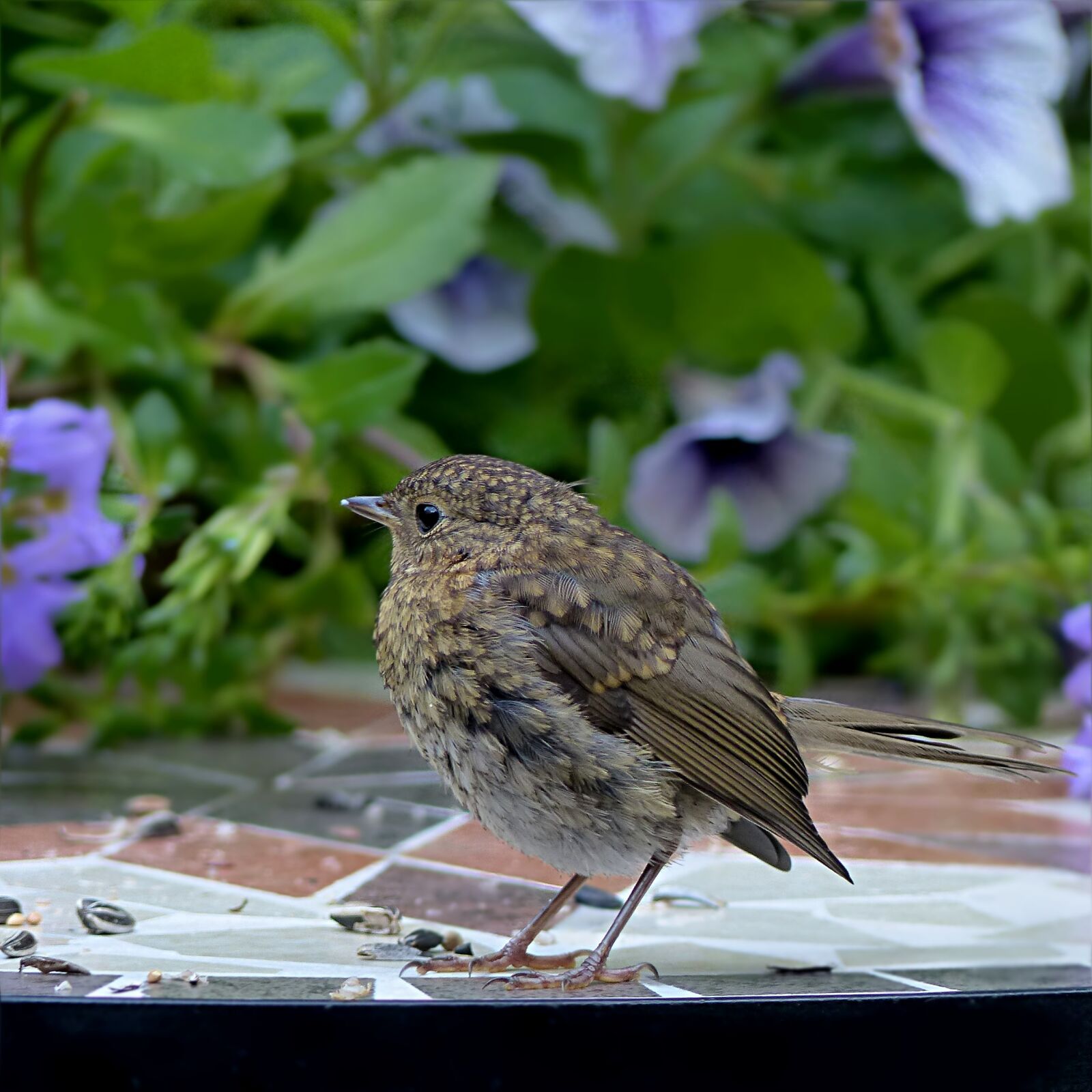 Panasonic Lumix DMC-FZ200 sample photo. Bird, robin, erithacus rubecula photography
