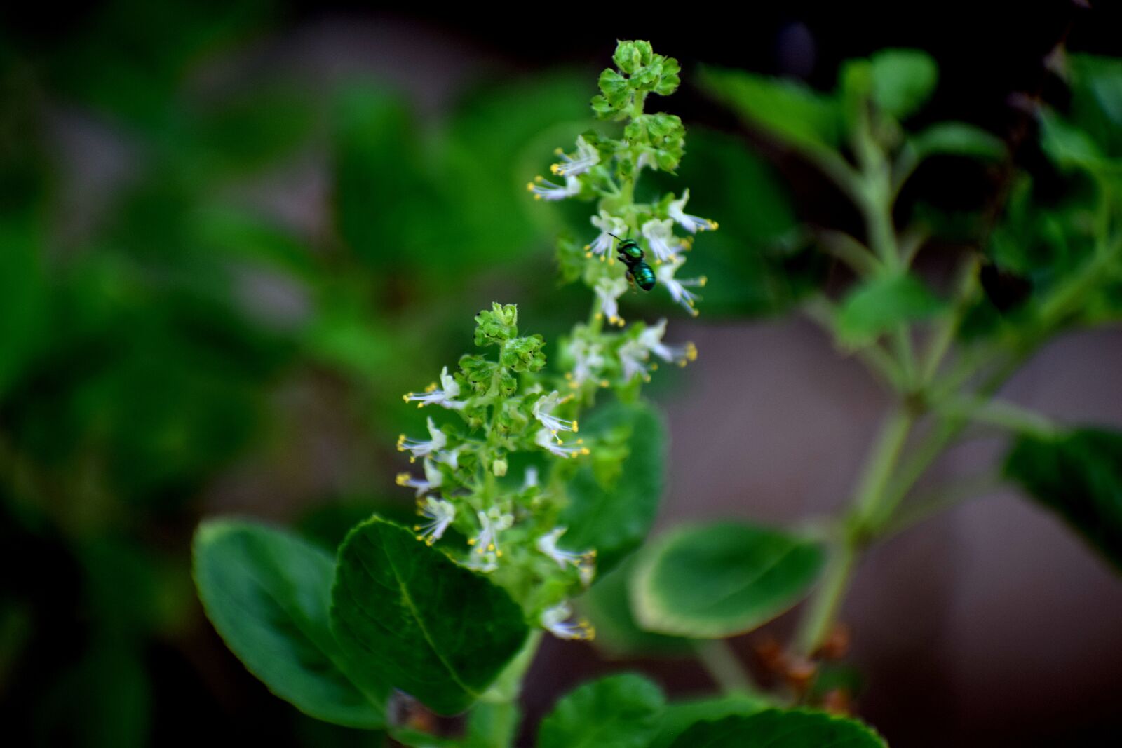 Nikon D3300 sample photo. Green, plant, insect photography