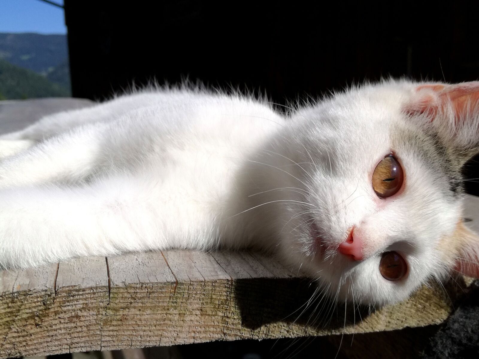HUAWEI P9 LITE sample photo. Cat, dreams, dreamy photography