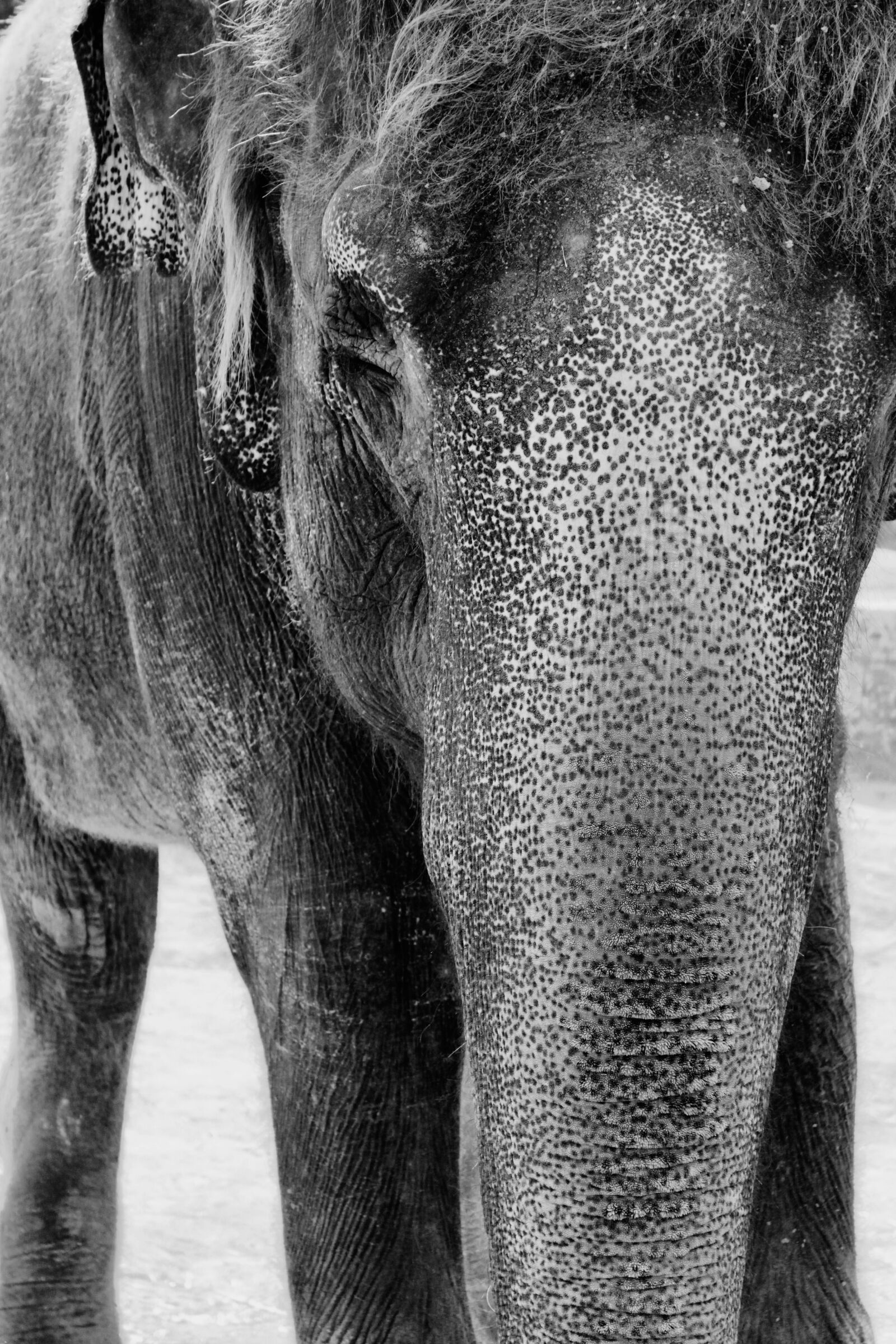 Canon EOS 600D (Rebel EOS T3i / EOS Kiss X5) sample photo. Elephant, black and white photography
