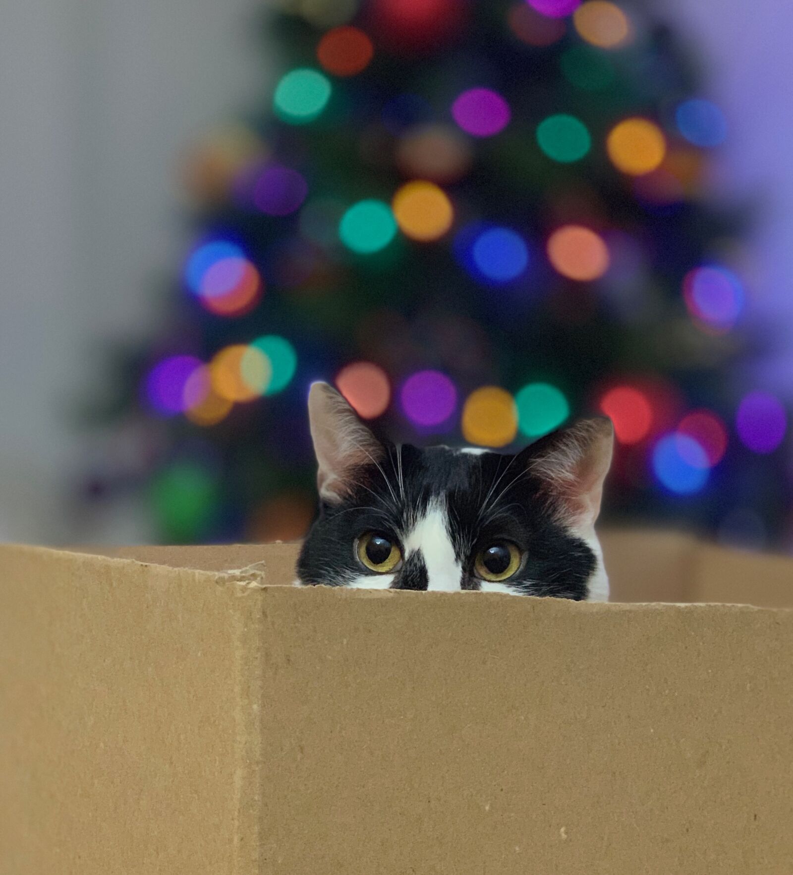 iPhone XS Max back dual camera 6mm f/2.4 sample photo. Cat, box, kitten photography