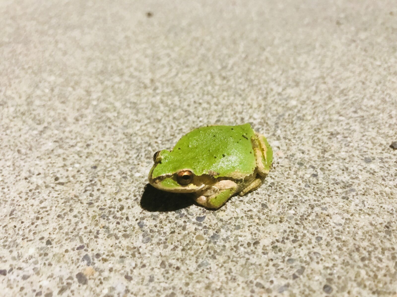 iPhone 7 back camera 3.99mm f/1.8 sample photo. Frog, animals, amphibians photography