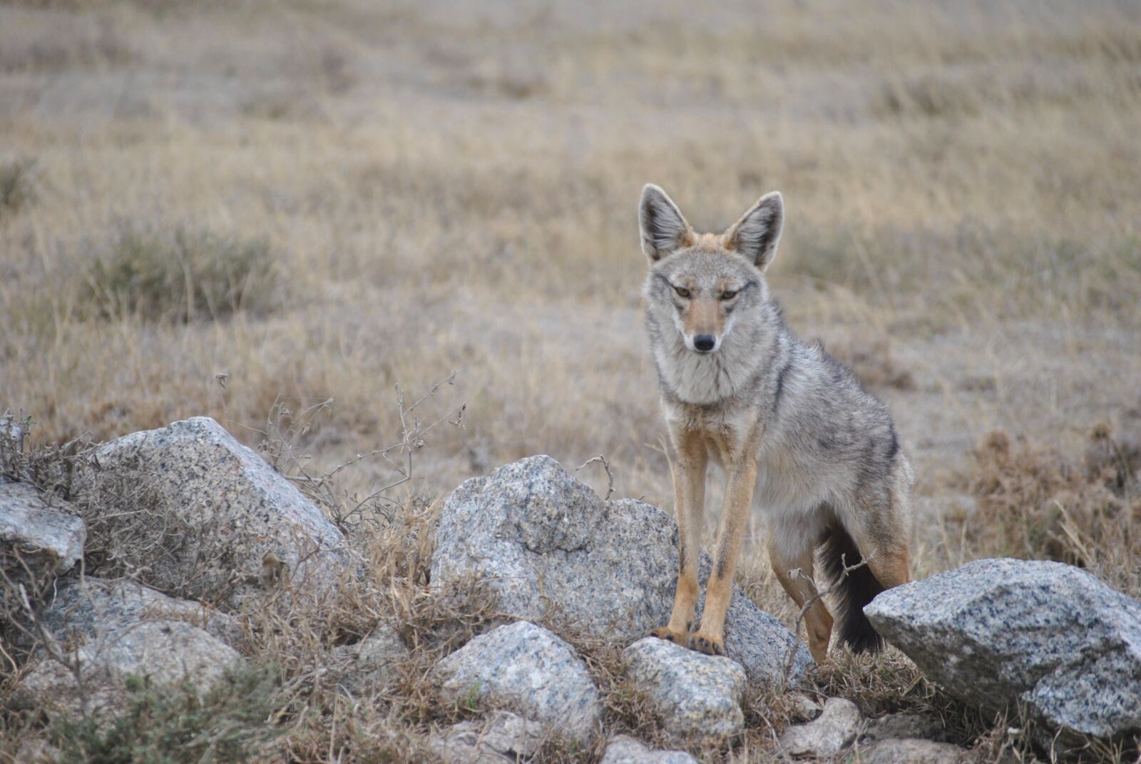 Nikon D3000 sample photo. Africa, tanzania, national park photography