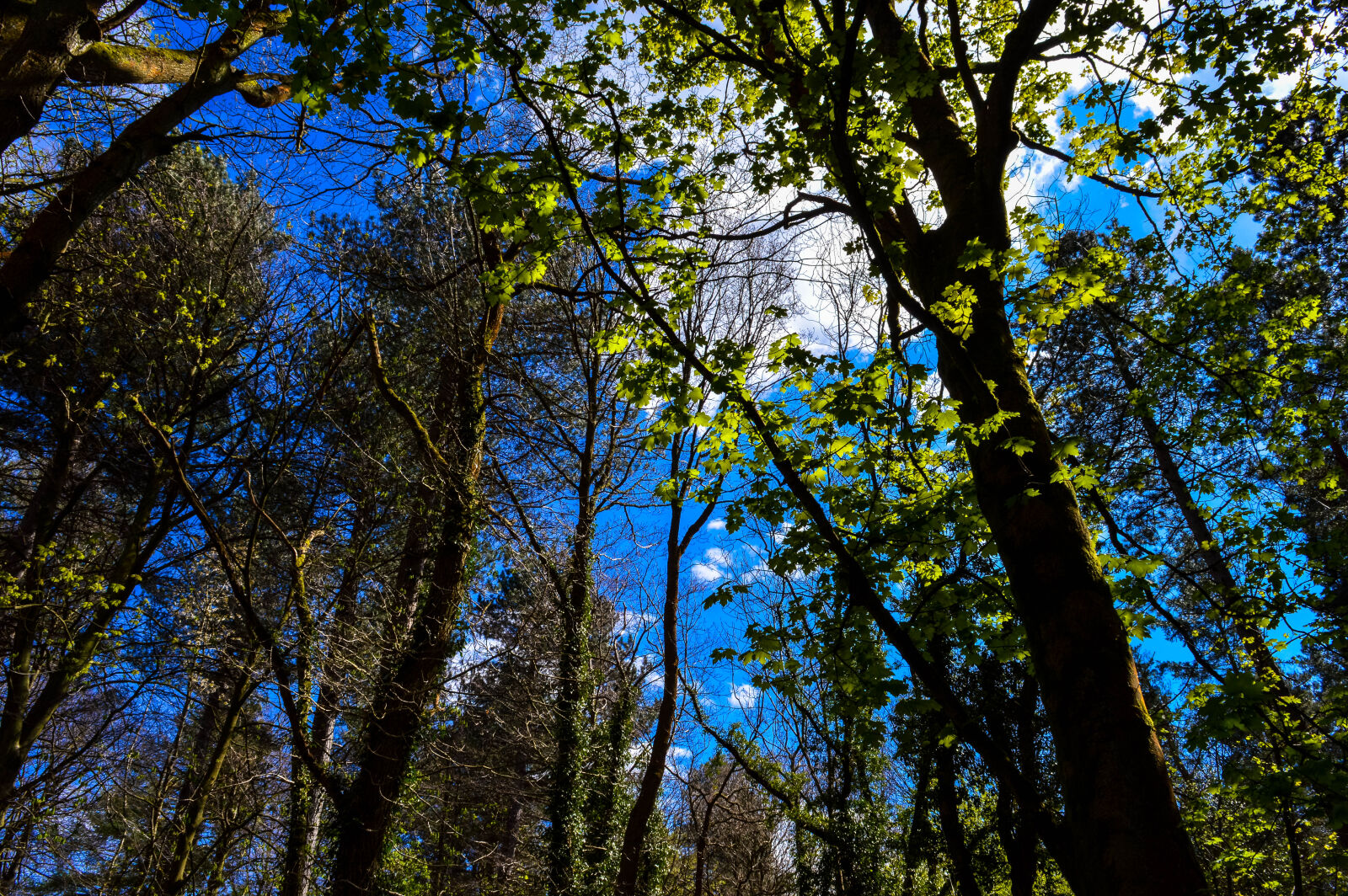 Nikon D3200 sample photo. The, sun, shining, through photography