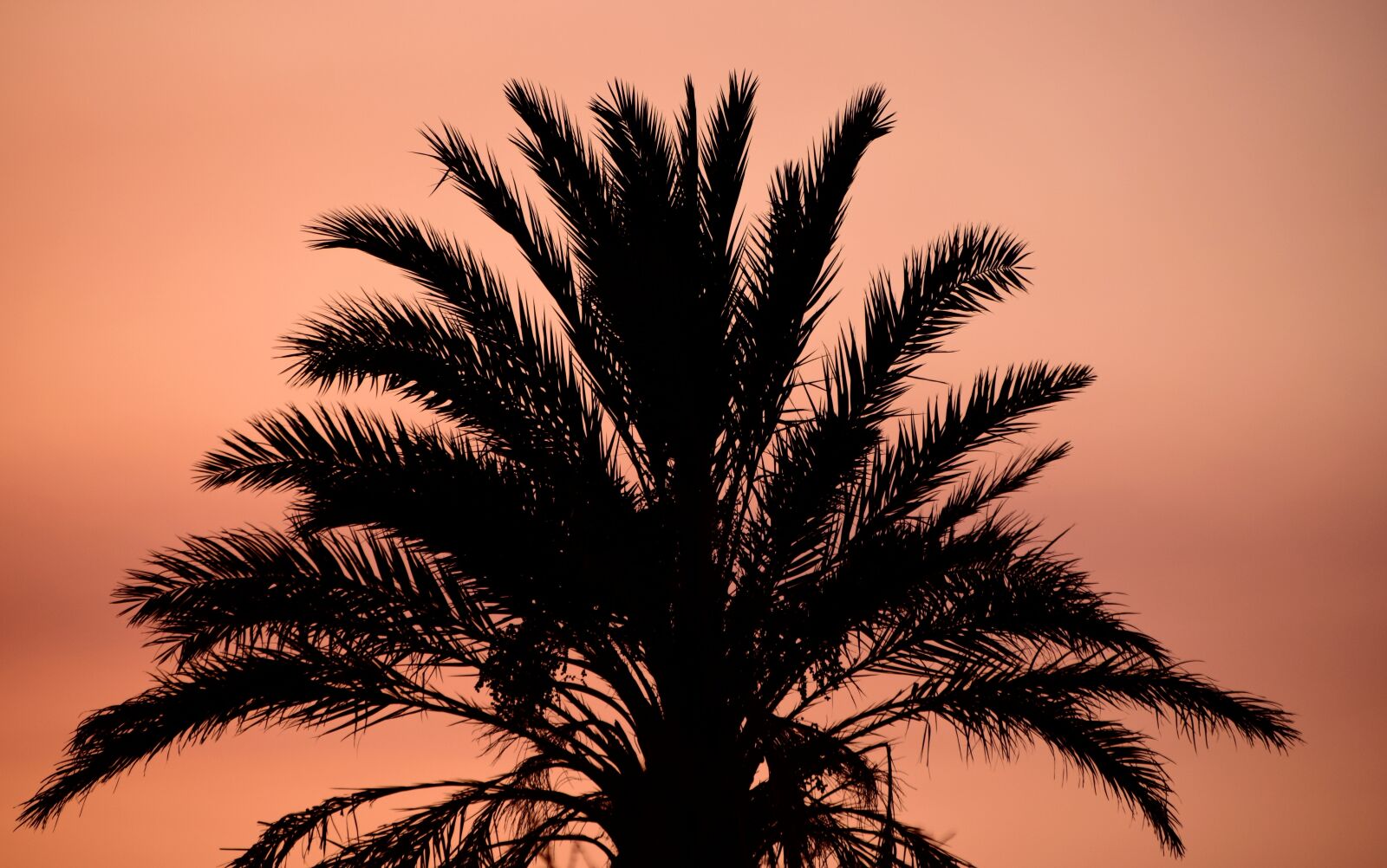 Nikon D3300 sample photo. Palm, sunset, contour photography