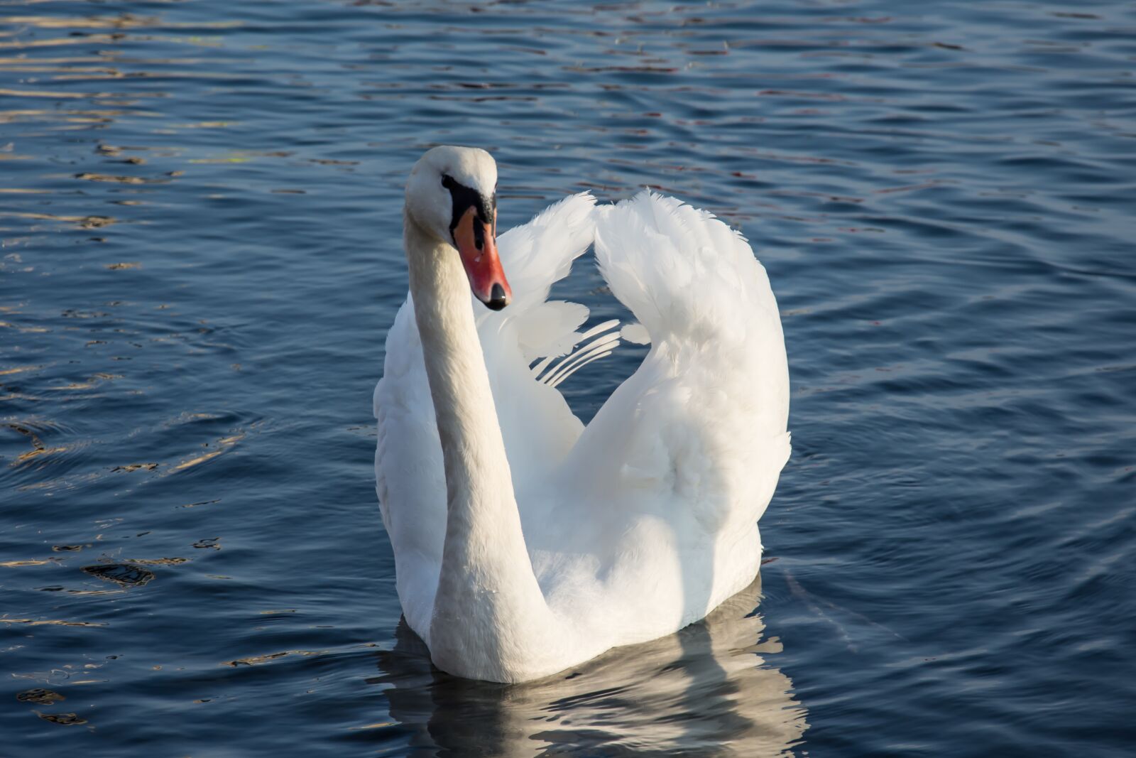 Nikon D7200 sample photo. Swan, sea, water photography