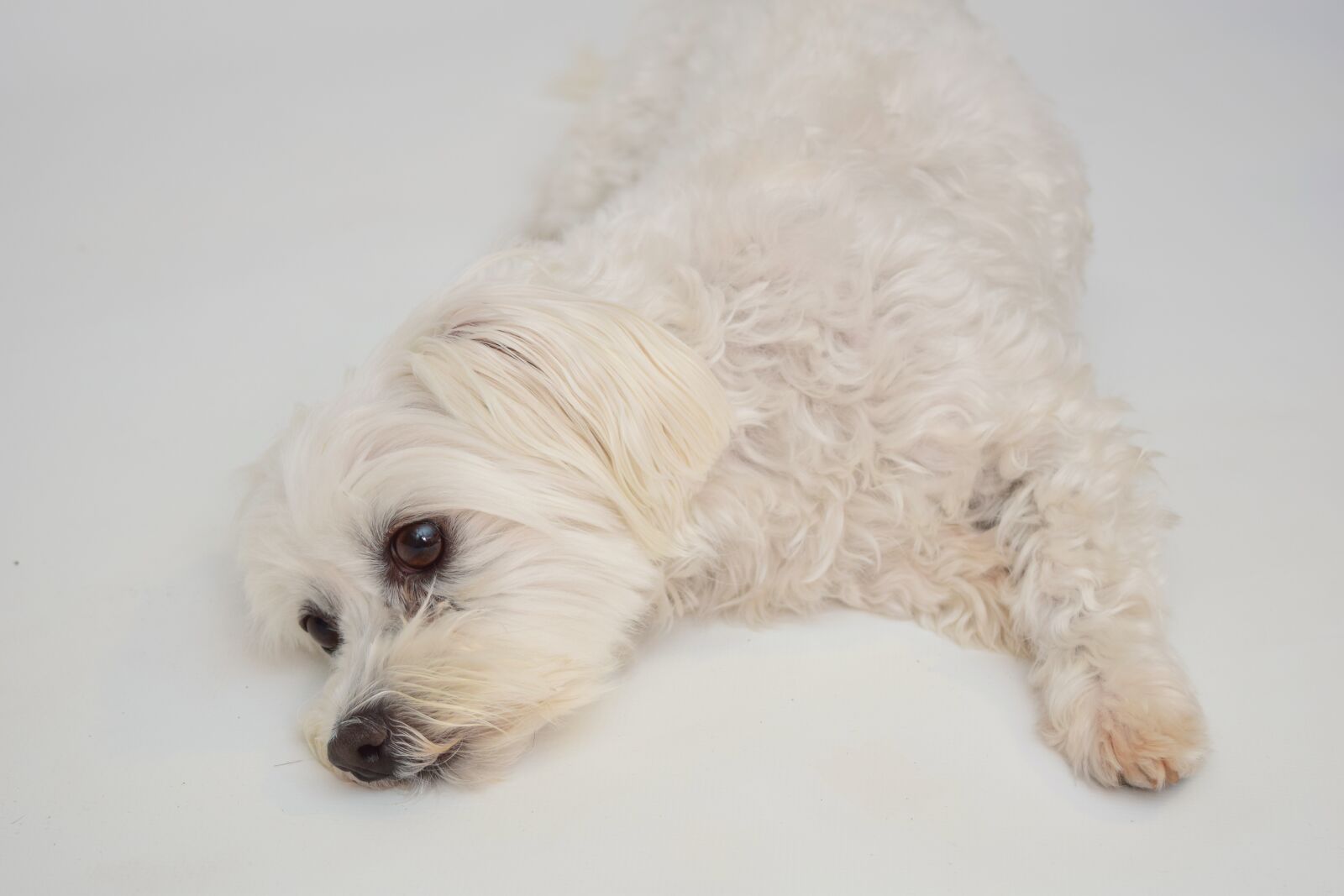 Nikon D5300 sample photo. Dog, maltese, white photography
