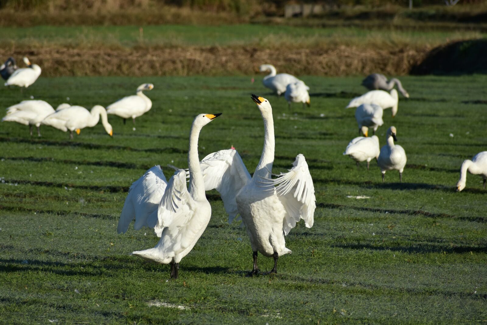Nikon D7200 sample photo. Animal, the countryside, bird photography