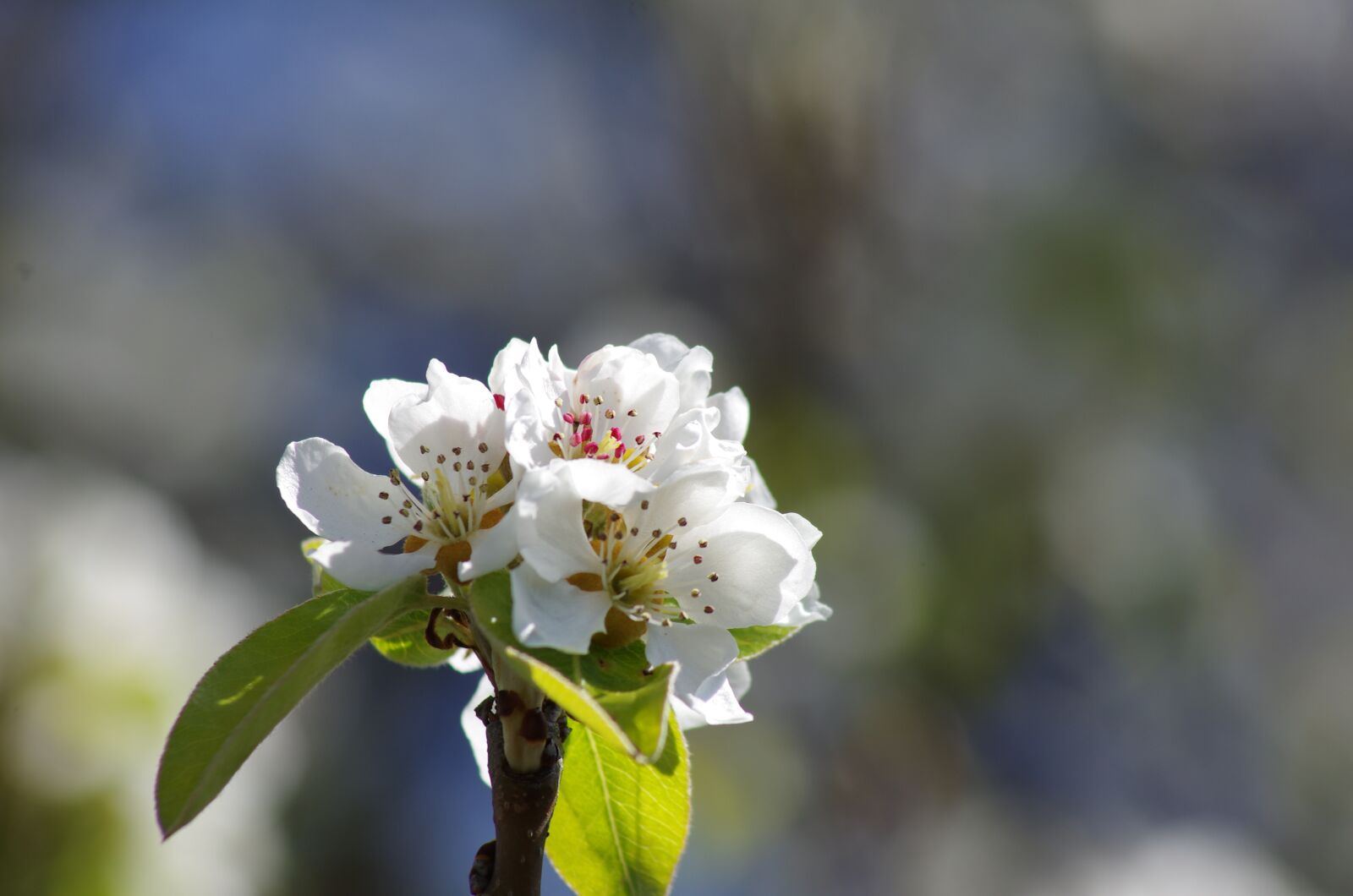 Pentax K-5 sample photo. Flower, spring, natural photography