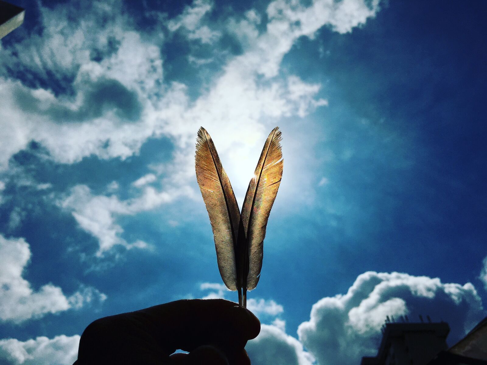 Apple iPhone 6s sample photo. Clouds, feathers, fly, sky photography