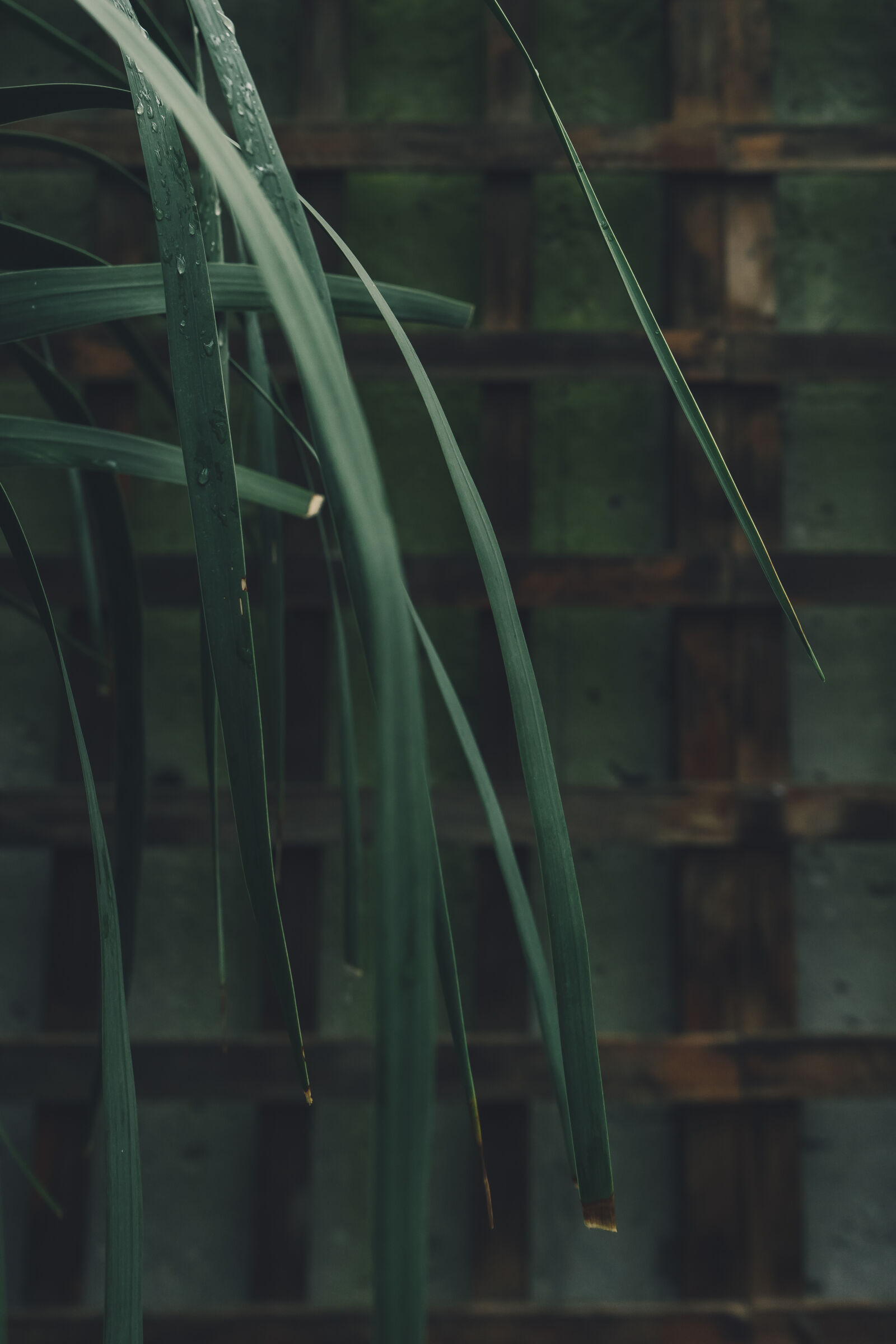 Sony a7 II + Sony FE 28-70mm F3.5-5.6 OSS sample photo. Botanical, decoration, earth, garden photography