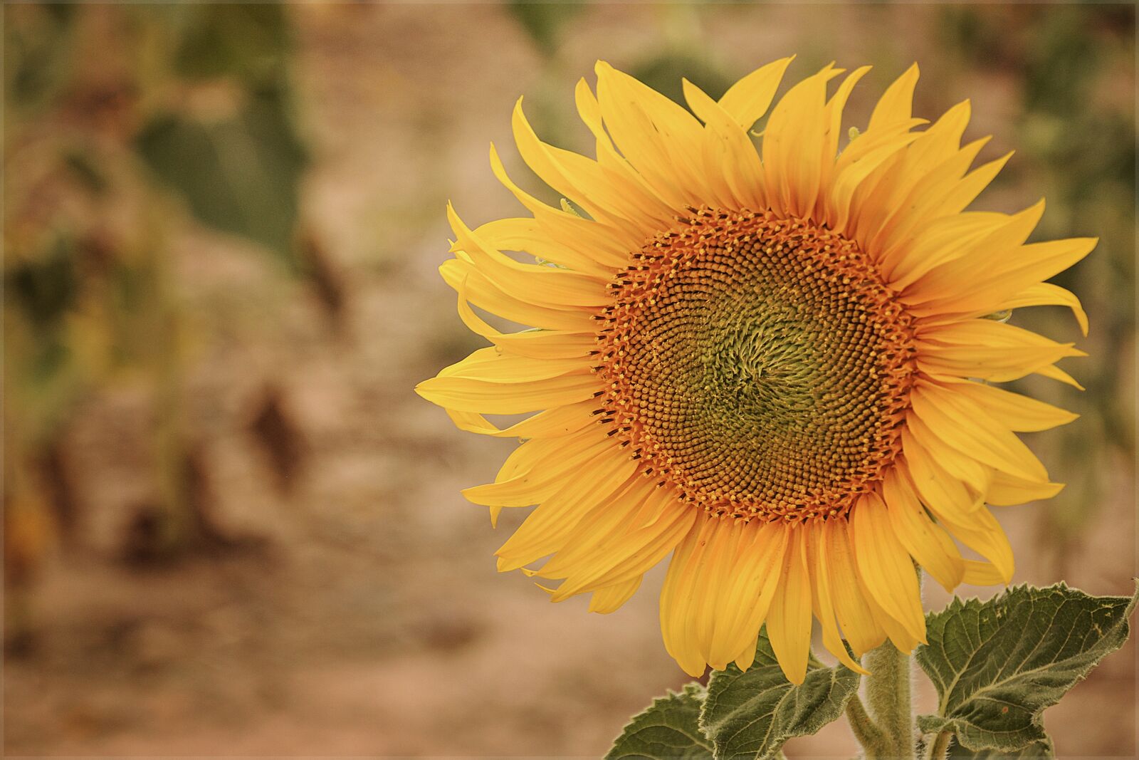 Nikon D90 sample photo. Sunflower, plant, flower photography