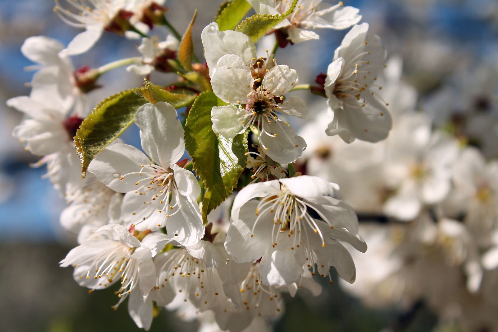 Canon EOS 1100D (EOS Rebel T3 / EOS Kiss X50) sample photo. Spring, flower, white flower photography