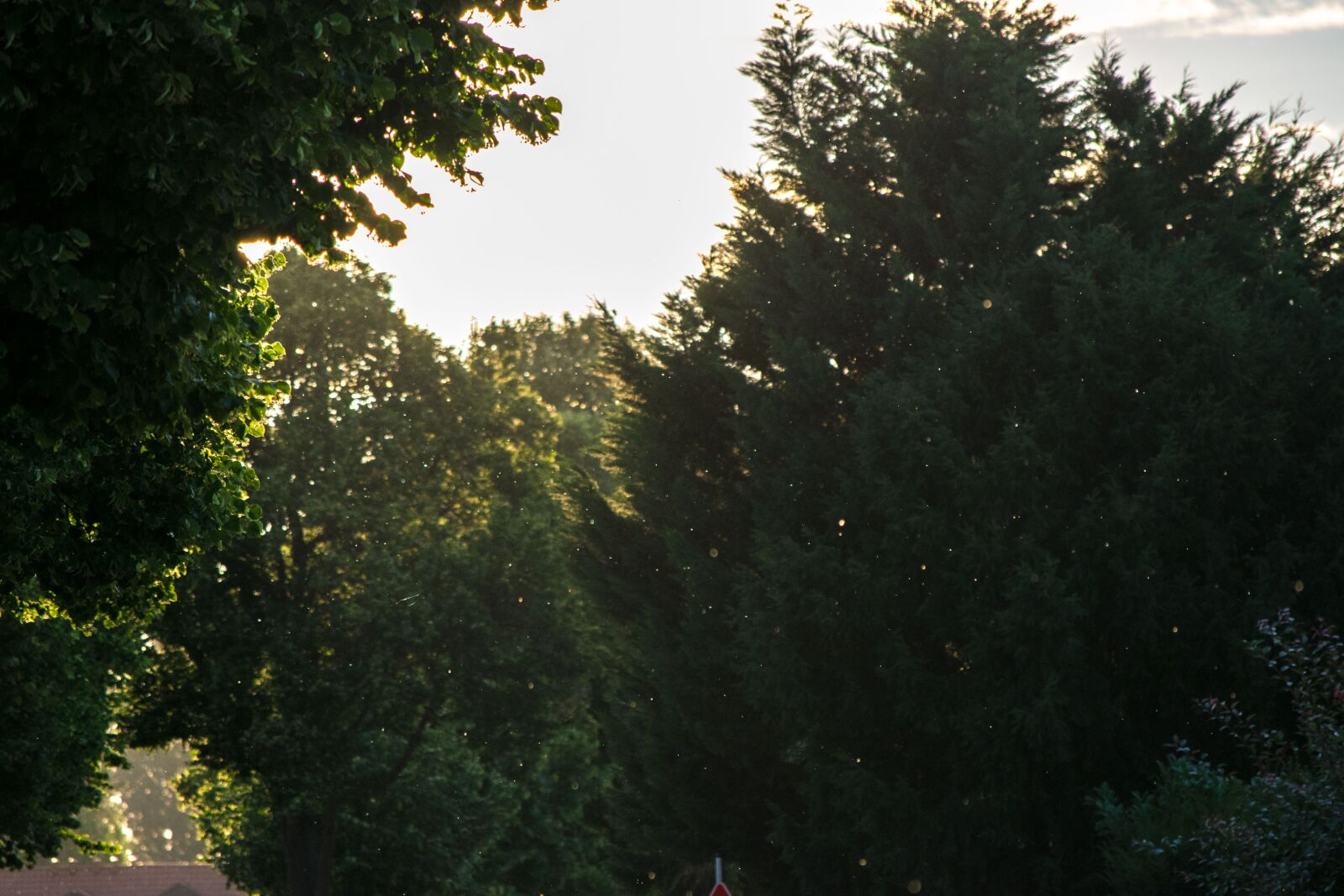 Nikon D3300 sample photo. Trees, nature, outdoor photography