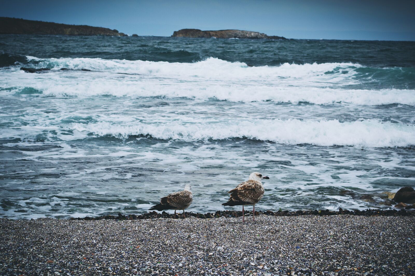 Nikon D3100 sample photo. Nature, birds, black sea photography