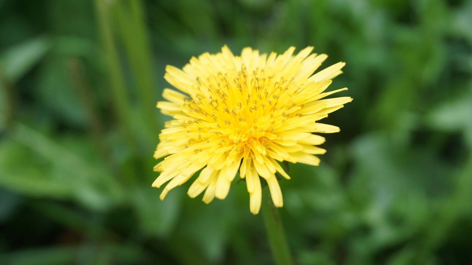 Sony E 16-50mm F3.5-5.6 PZ OSS sample photo. Flower, makro, yellow photography