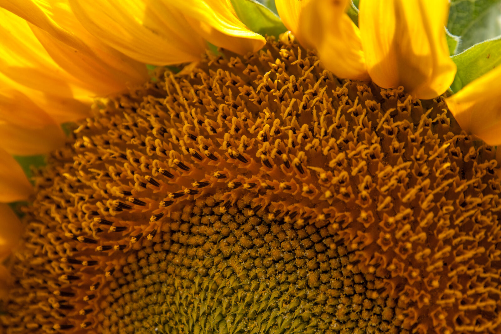Pentax *ist DS sample photo