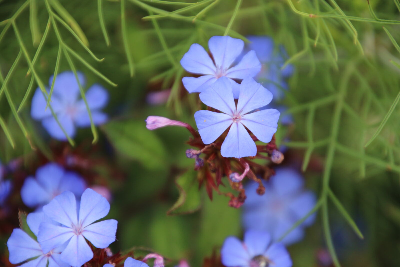 Canon EOS 7D Mark II sample photo. Blue, flowers, garden, growing photography
