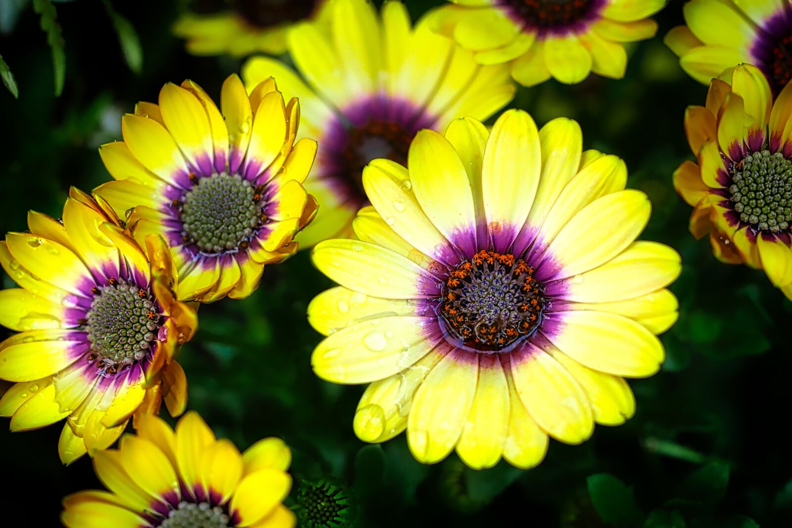 Panasonic Lumix DMC-GX8 sample photo. Flower, plant, nature photography