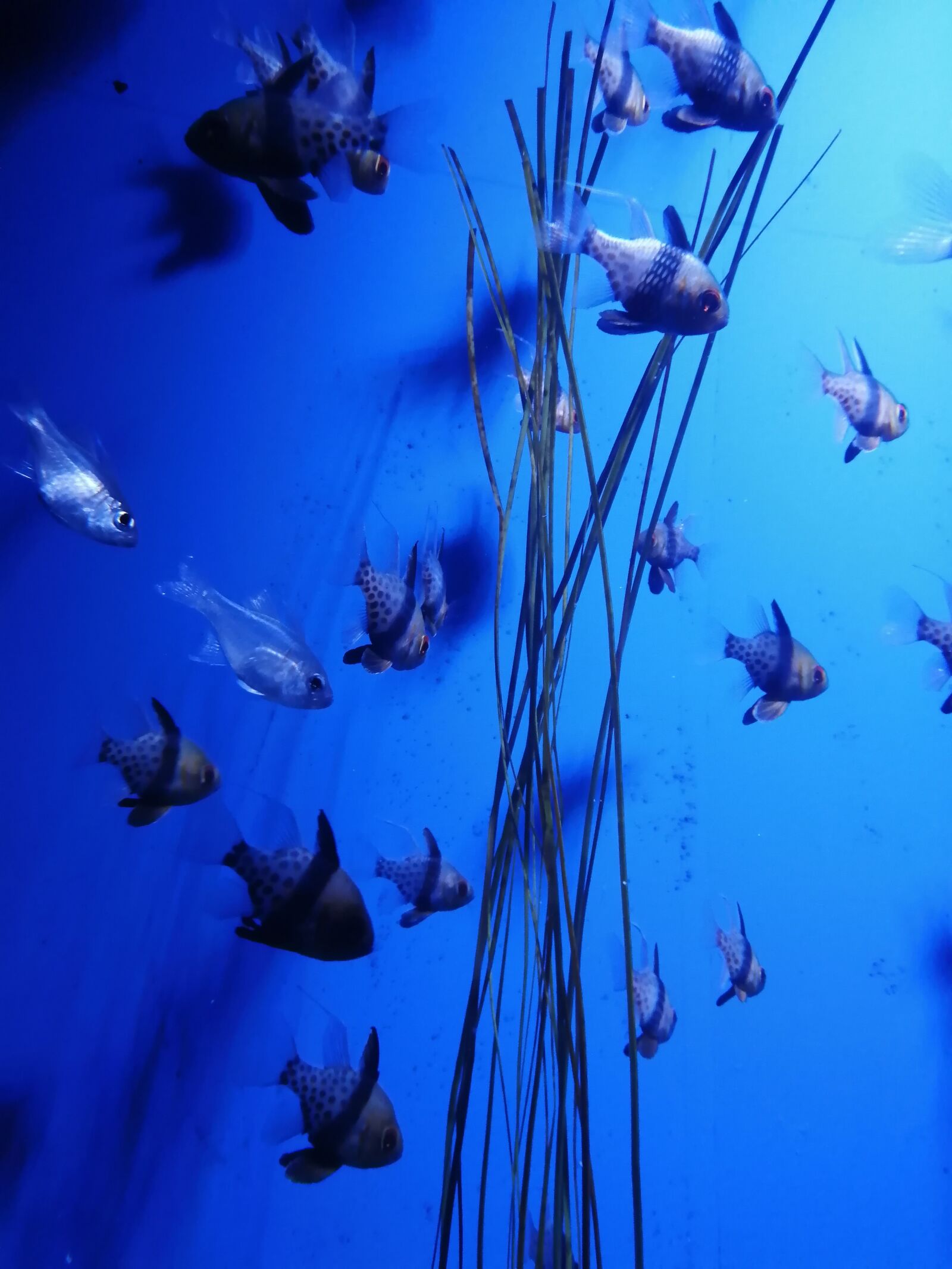 HUAWEI P SMART 2019 sample photo. Fish, ocean, sea photography
