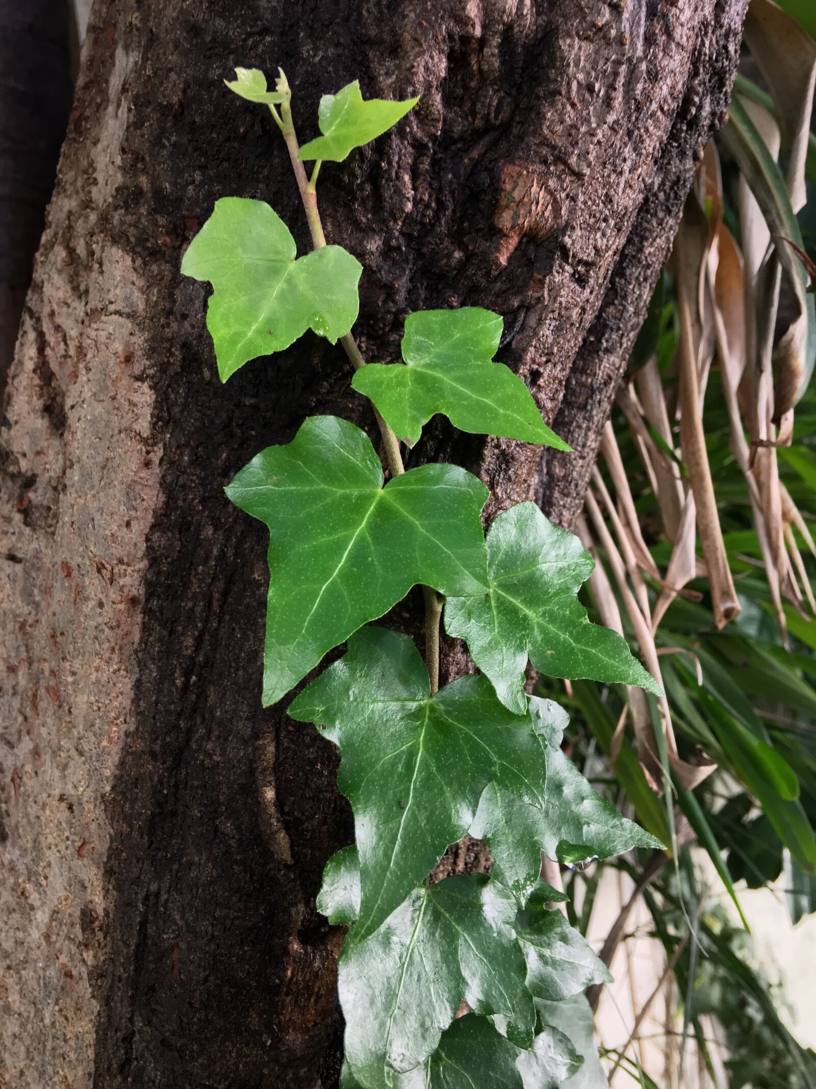 Apple iPhone 6s Plus sample photo. Ivy, trunk, green photography