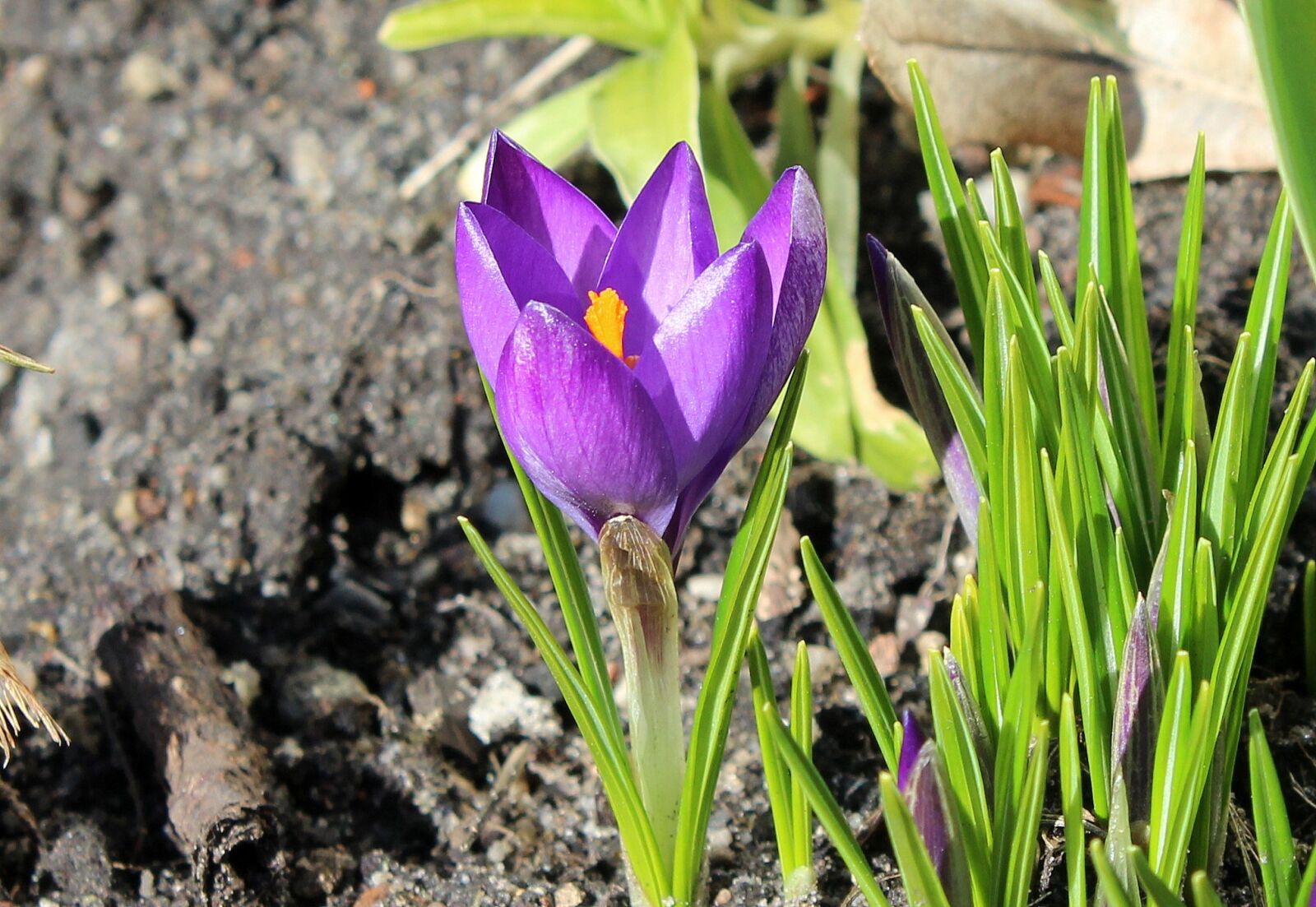 Canon EOS 1200D (EOS Rebel T5 / EOS Kiss X70 / EOS Hi) sample photo. Krokus, spring flowers, spring photography