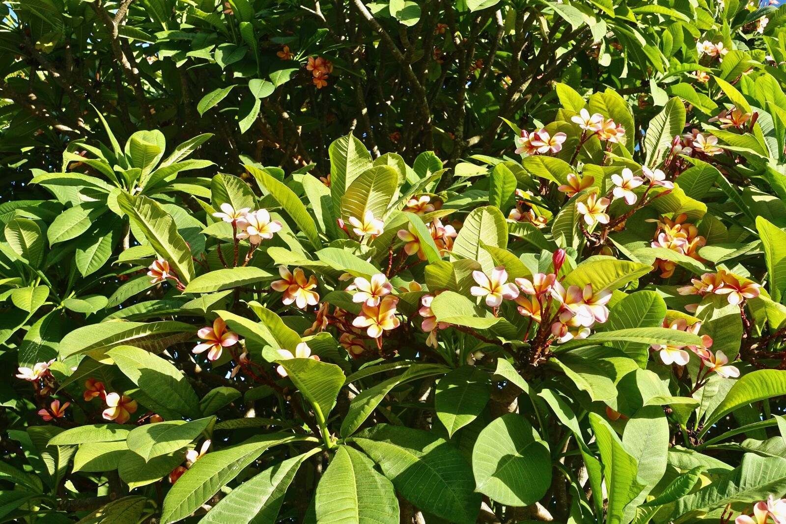 Sony Cyber-shot DSC-RX100 III sample photo. Blooming, flowering, flowers photography