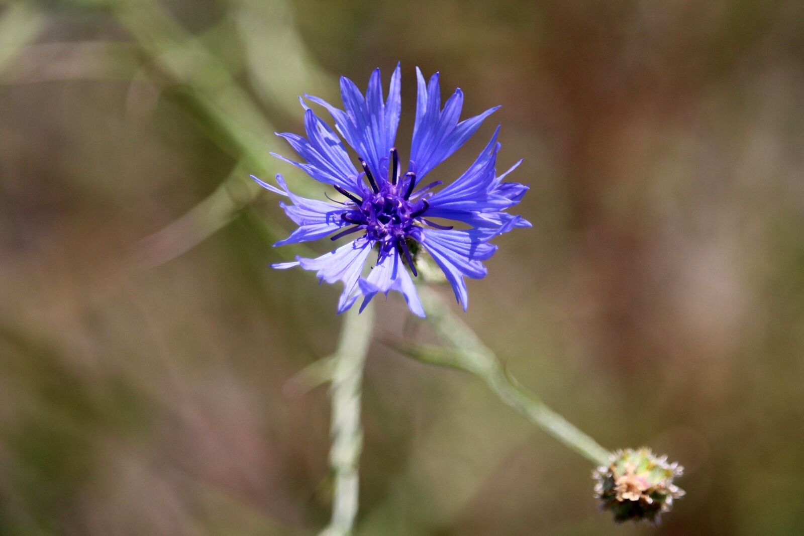Canon EF-S 55-250mm F4-5.6 IS STM sample photo. Cornflower, blue, wild flower photography
