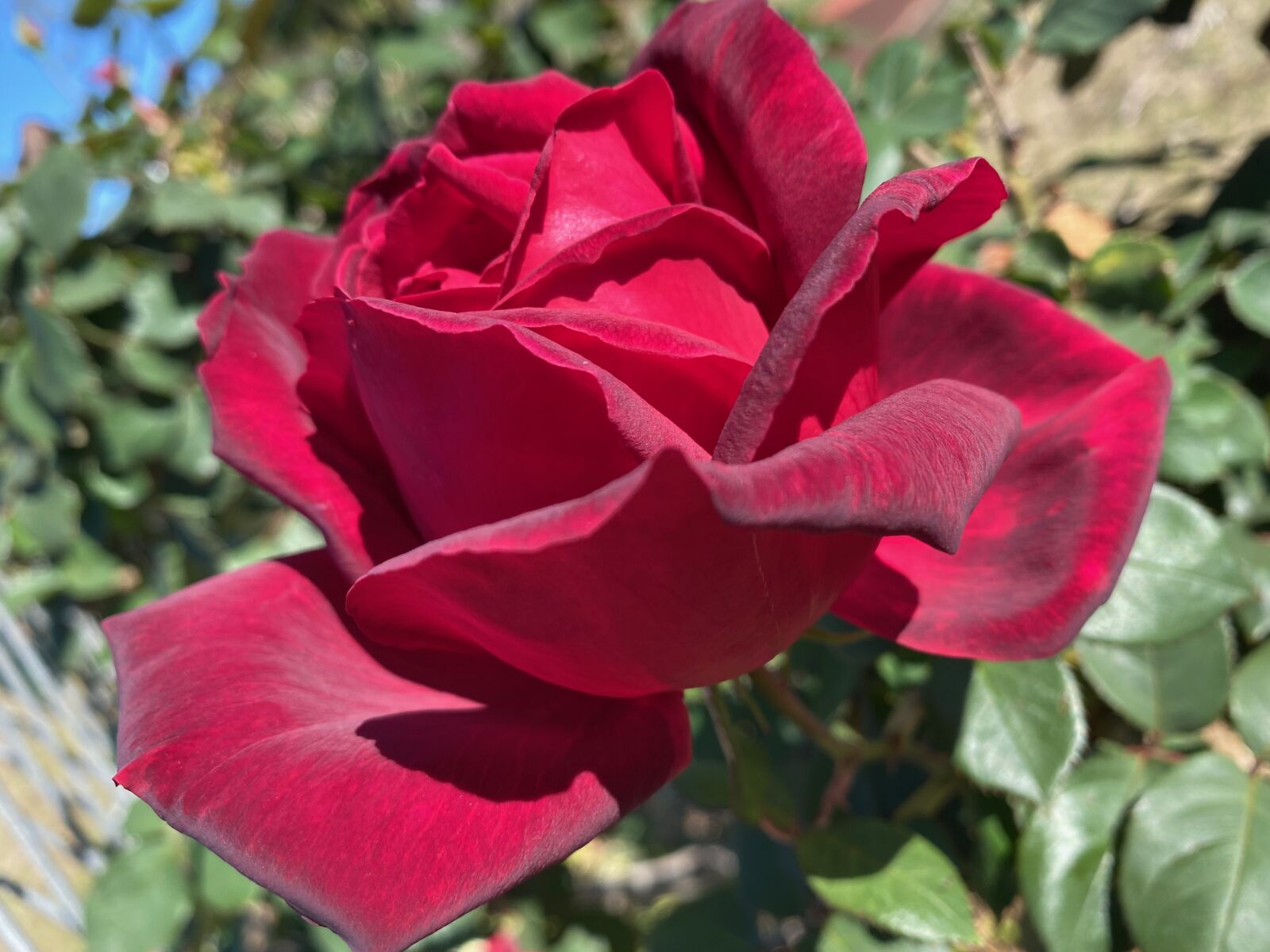 Apple iPhone 11 sample photo. Rose, flower, bloom photography