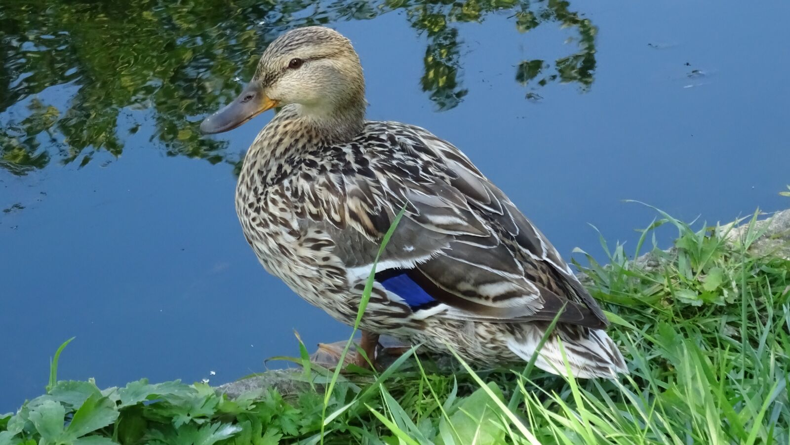 Sony DSC-HX60 sample photo. Nature, fauna, duck photography