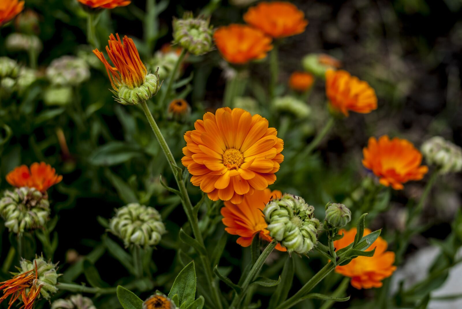 Nikon D60 sample photo. Garden, nature, flowers photography