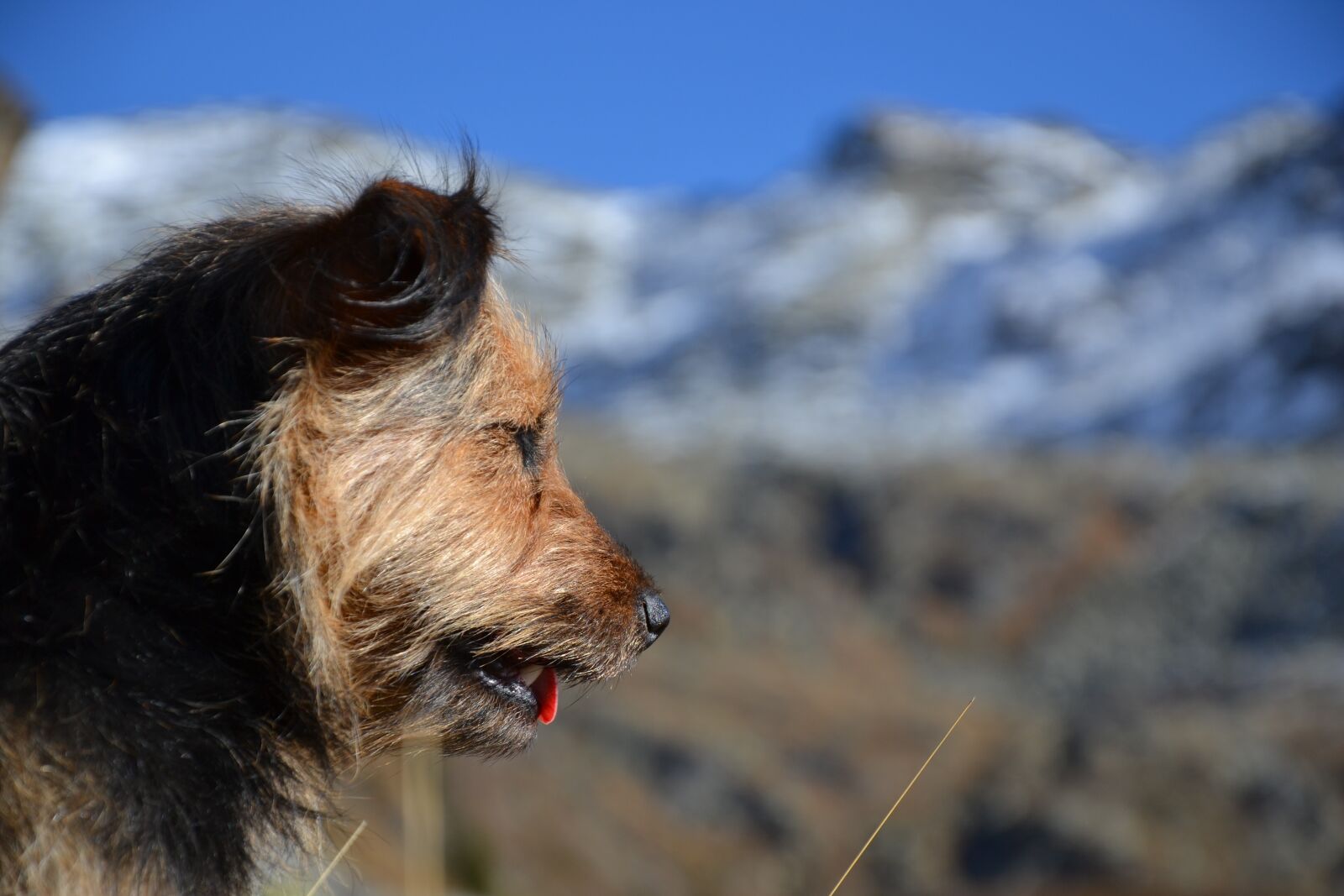 Nikon D3100 sample photo. Dog, mountains, nature photography