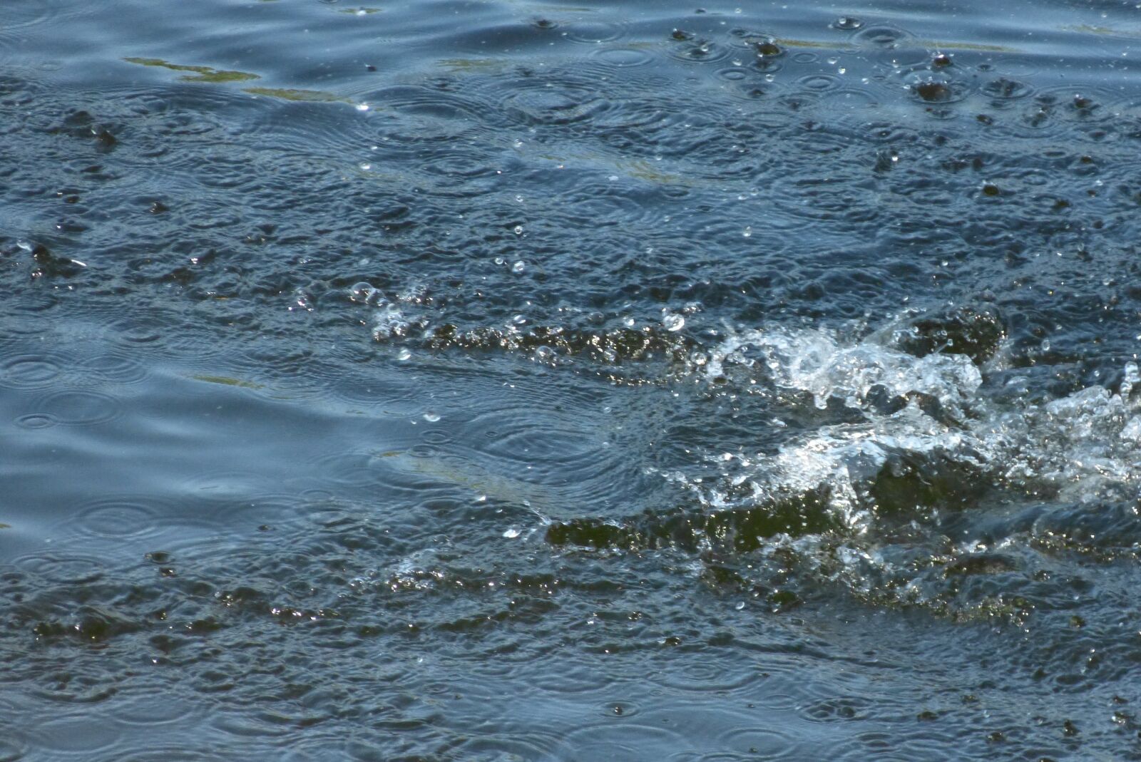 Panasonic Lumix DMC-FZ150 sample photo. Nature, wave, diving photography