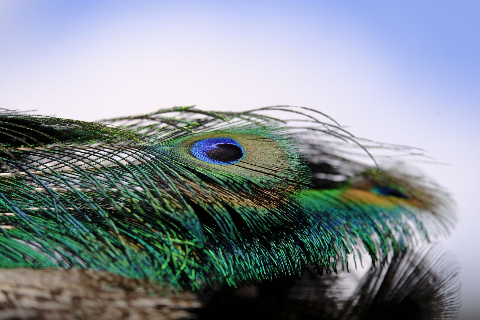 Fujifilm X-T2 sample photo. Peacock, feather, peacock feather photography