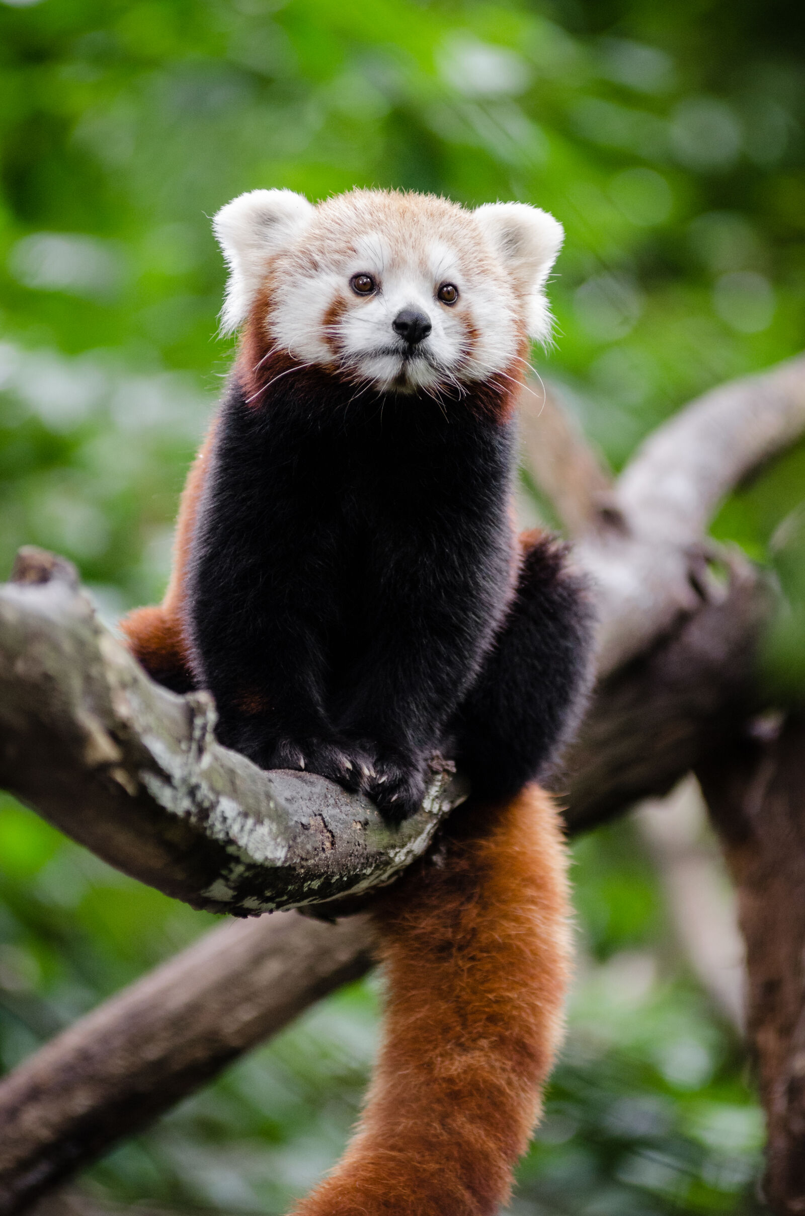 AF Zoom-Nikkor 80-200mm f/2.8 ED sample photo