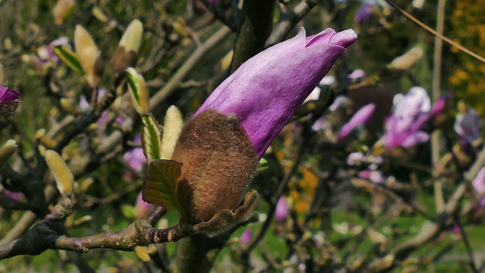 Panasonic Lumix DMC-FZ1000 sample photo. Magnolia, spring, flowering photography