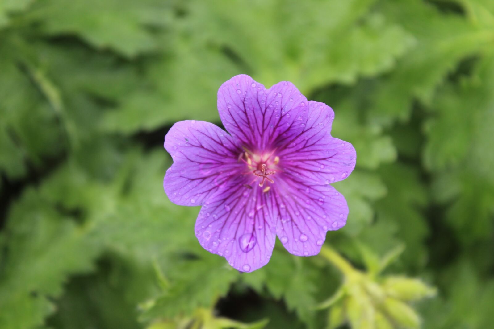 Canon EOS 1300D (EOS Rebel T6 / EOS Kiss X80) sample photo. Flower, purple flower, plant photography