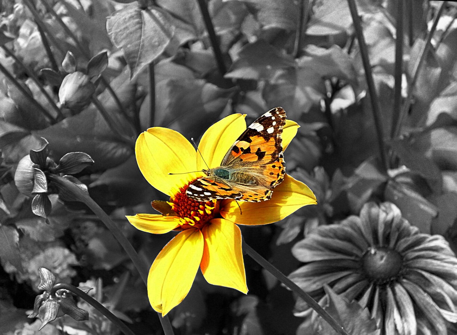 Digital Camera DigitalCAM sample photo. Insect, butterfly, flower photography
