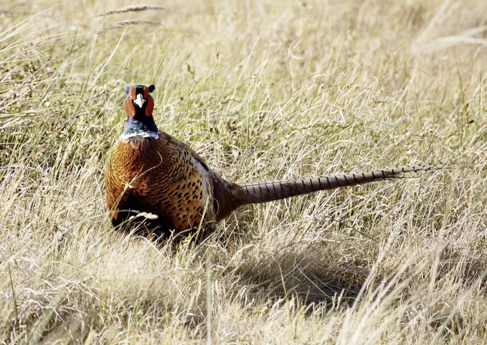 Sony DT 55-300mm F4.5-5.6 SAM sample photo. Pheasant, bird, males photography