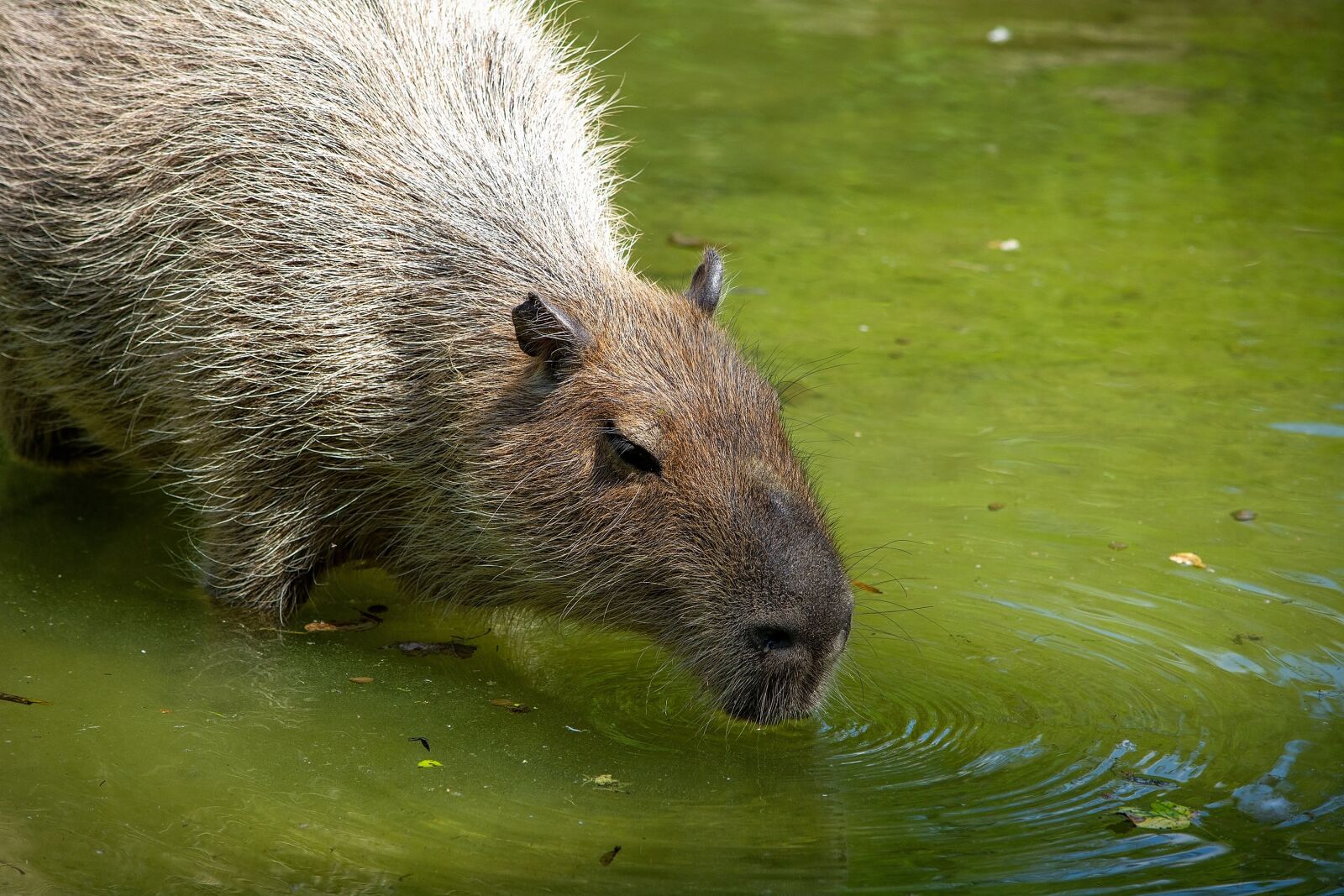 Nikon D7100 sample photo. Capybara, rodent, animal photography