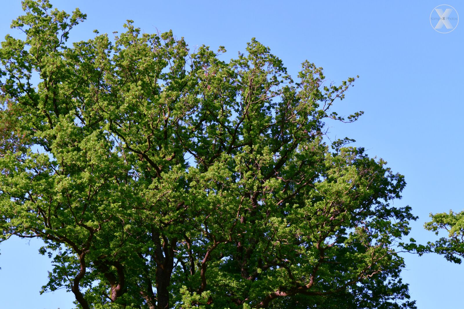 Nikon D7500 sample photo. Tree, sky, nature photography
