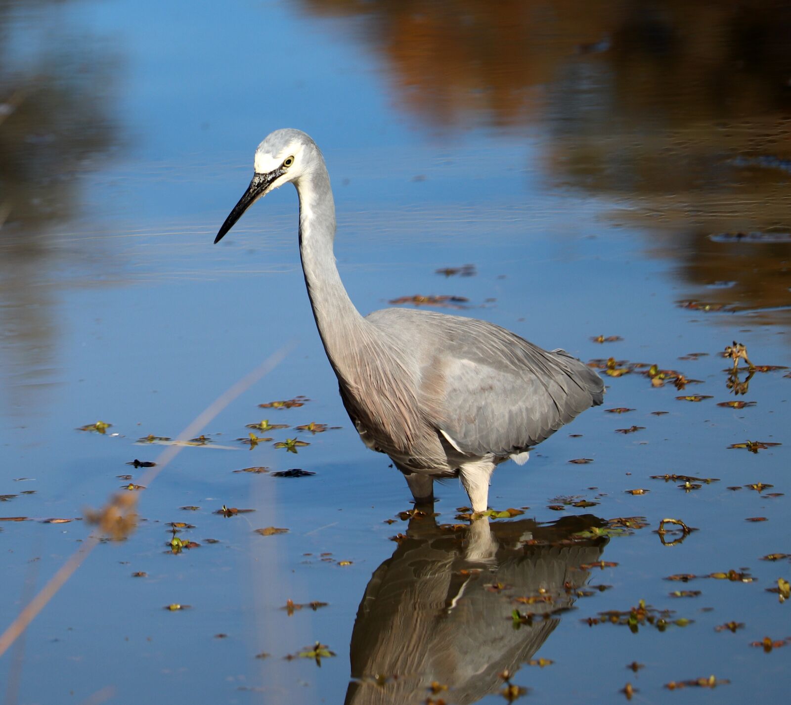 Canon EF-S 55-250mm F4-5.6 IS STM sample photo. Bird, heron, hunting photography