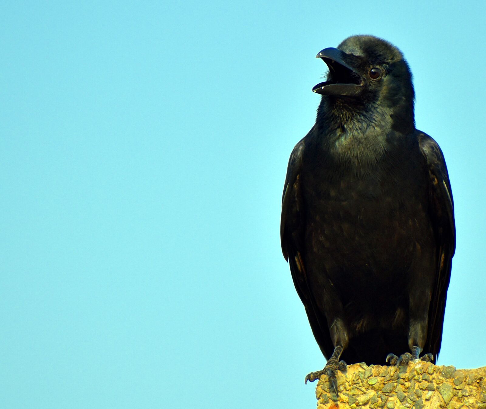 Nikon D5600 sample photo. Raven, corvus, bird photography
