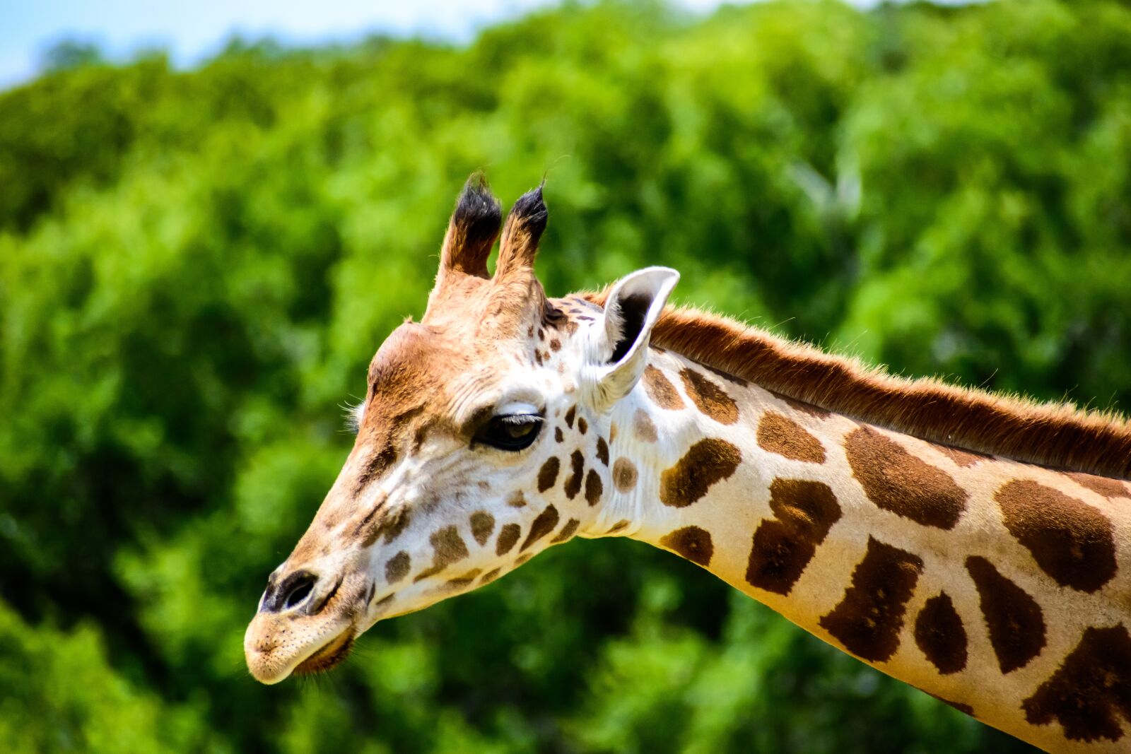 Nikon D3500 sample photo. Giraffe, head, neck photography
