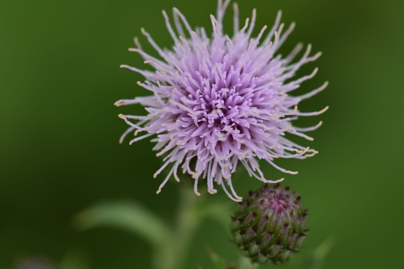 Nikon D5300 sample photo. Blossom, bloom, purple photography
