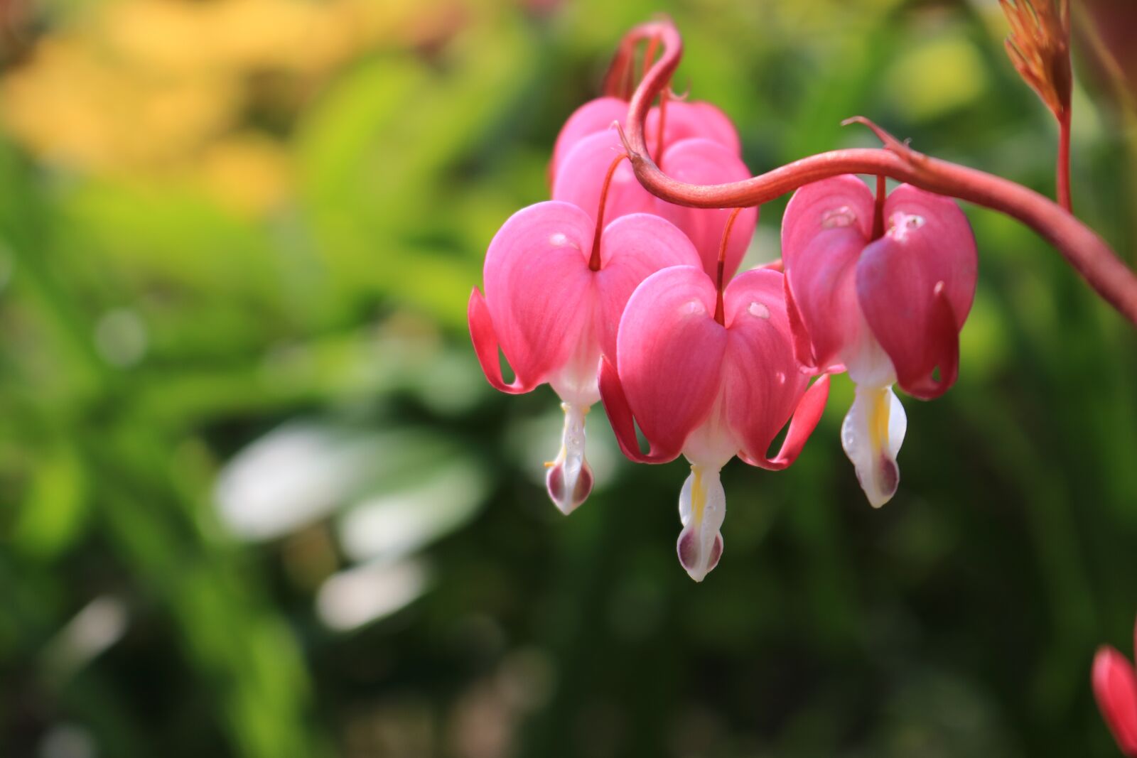 Canon EOS 750D (EOS Rebel T6i / EOS Kiss X8i) sample photo. Exotic, keukenhof, flowers photography