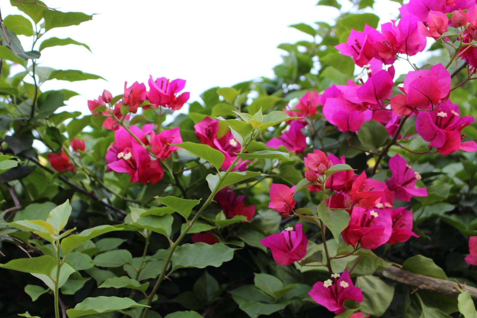 Canon EOS 700D (EOS Rebel T5i / EOS Kiss X7i) sample photo. Flower, bougainvillea, bright photography