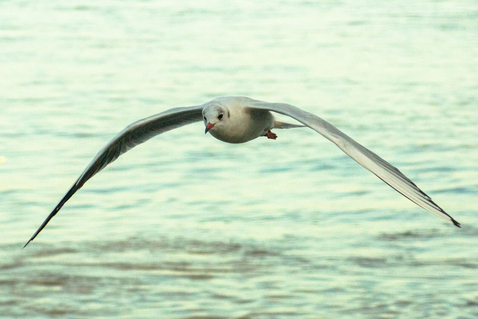 Sony SLT-A77 sample photo. Gaivota, seagull, mouette photography