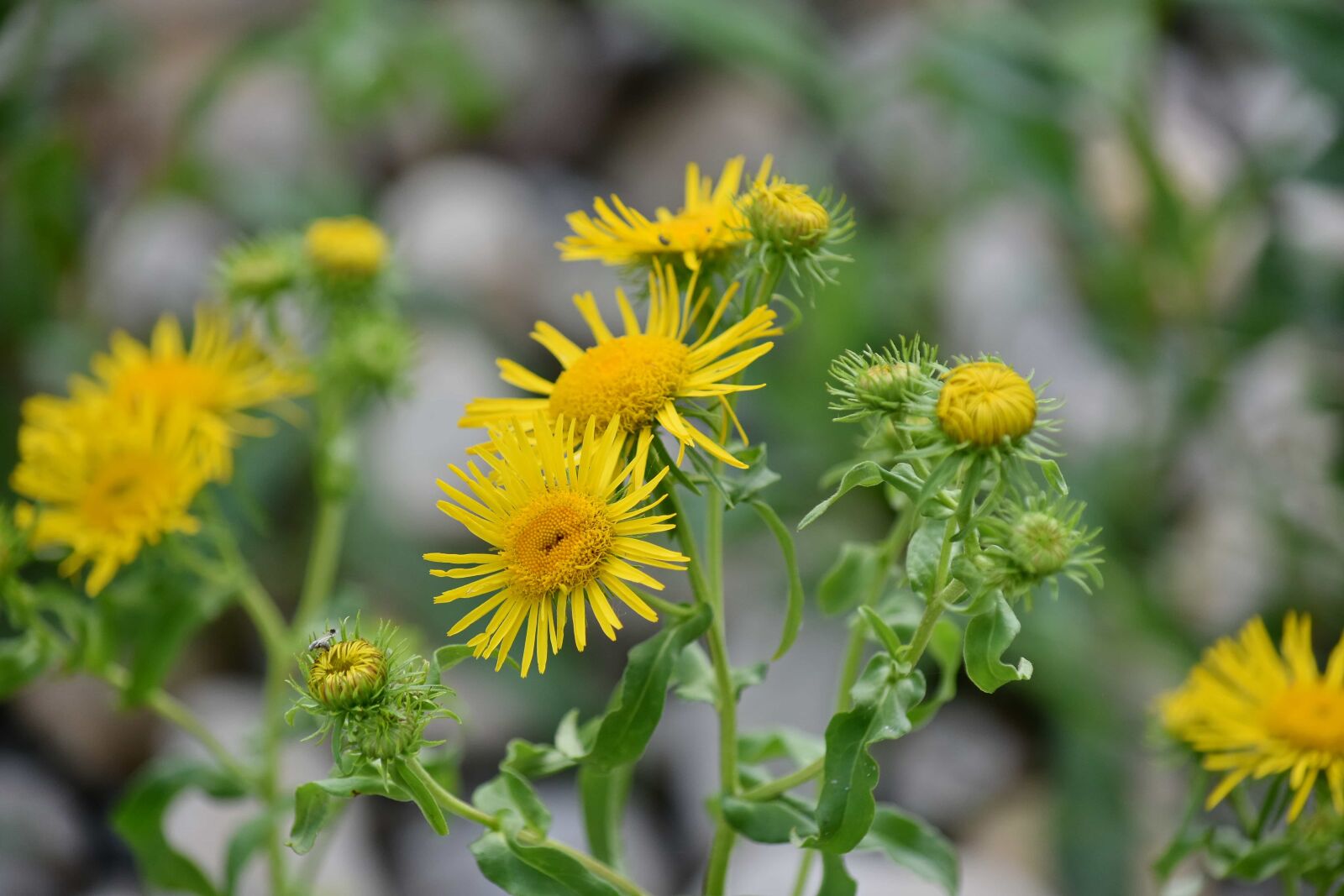Nikon D5500 sample photo. Wildflower, yellow green, yellowish photography